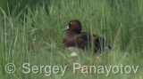 Video of Ferruginous Duck - Ferruginous Duck in early spring in shabla lake in nesting period